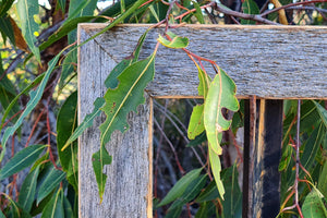 Grey weathered fence paling look recycled timber outline for all WombatFrames picture frames and mirrors